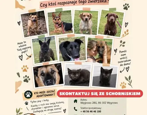 Schronisko w Węgrowie k. Grudziądza szuka nowych domów dla swoich podopiecznych