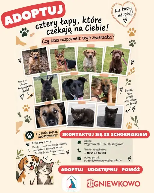 Schronisko w Węgrowie k. Grudziądza szuka nowych domów dla swoich podopiecznych
