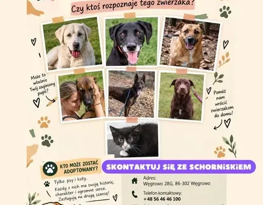 Psy ze schroniska w Węgrowie czekają na nowy dom – może to właśnie Ty?