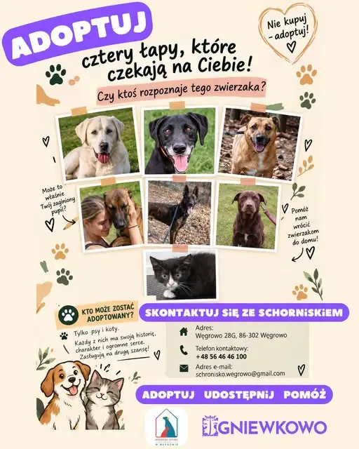 Psy ze schroniska w Węgrowie czekają na nowy dom – może to właśnie Ty?