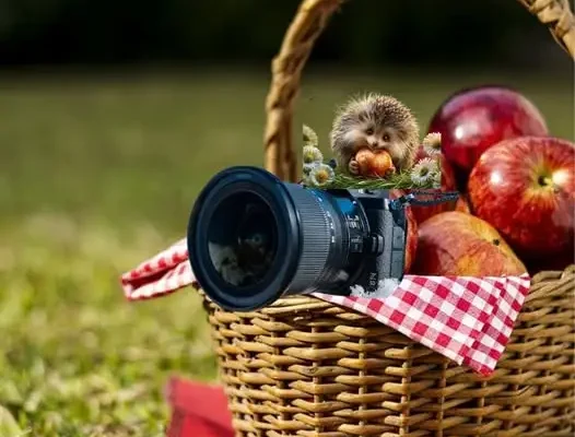 Konkurs fotograficzny „Gmina Złotniki Kujawskie w obiektywie” – zaproszenie dla mieszkańców