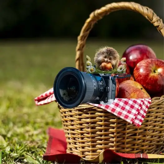 Konkurs fotograficzny „Gmina Złotniki Kujawskie w obiektywie” – zaproszenie dla mieszkańców