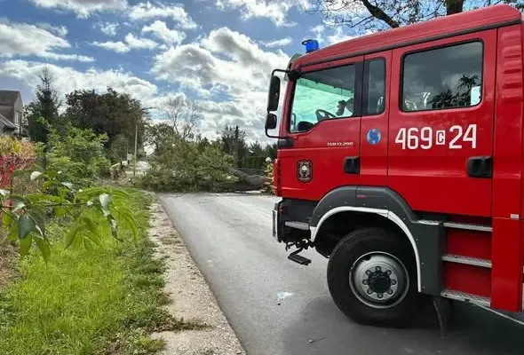 Powalone drzewo na ul. Ustronie w Janikowie — interweniowała OSP