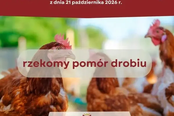 Wojewoda kujawsko-pomorski zakazuje targów i wystaw drobiu. Nowe obostrzenia